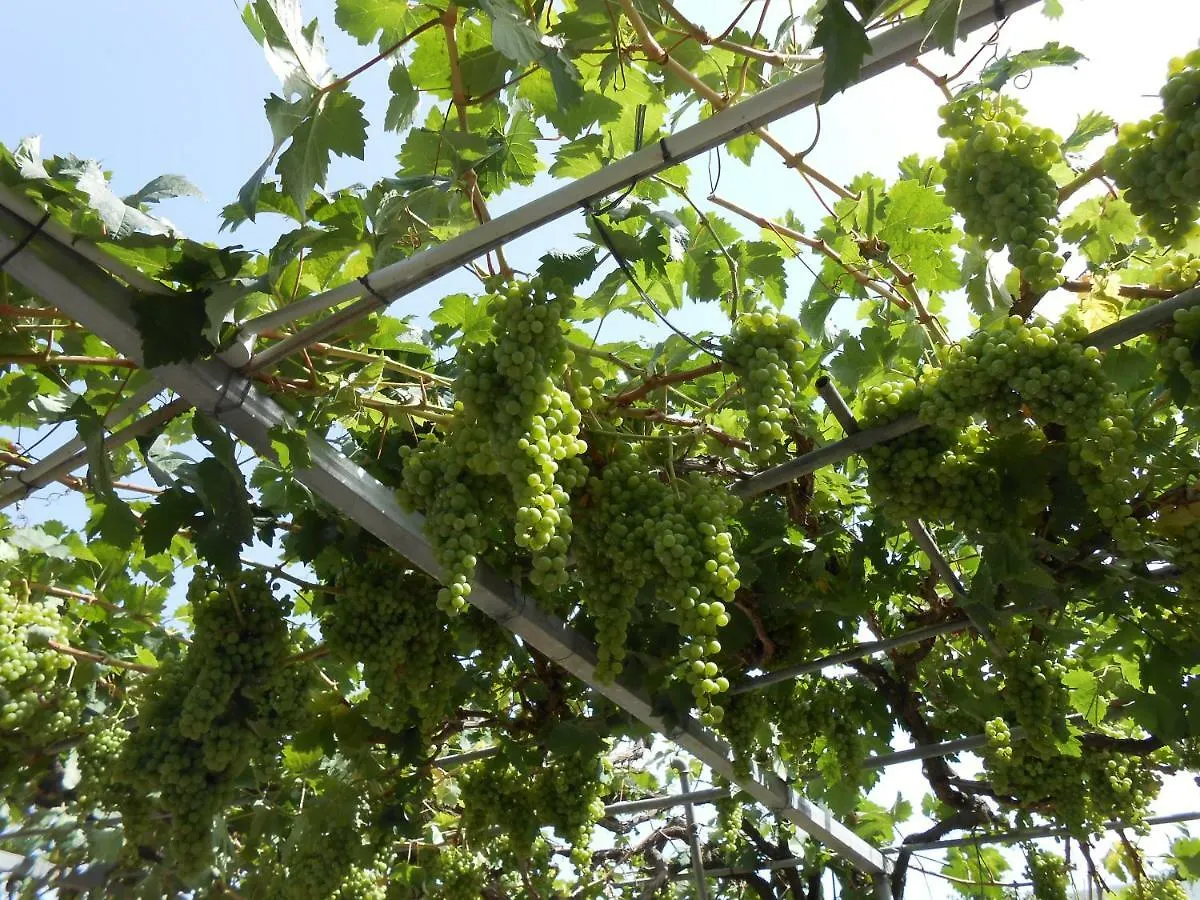 Casitas Las Uvas Y Las Vinas Los Realejos Holiday home